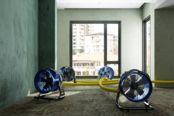Best Water damage cleanup near me  in Holden, MO